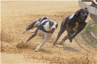 Chrti_dostihy_April_Cup_Ceska_greyhound_dostihova_federace_DSC02313.JPG