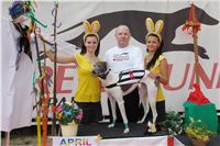 Chrti_dostihy_April_Cup_Ceska_greyhound_dostihova_federace_DSC07353.JPG