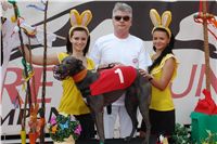 Chrti_dostihy_April_Cup_Ceska_greyhound_dostihova_federace_DSC07357.JPG