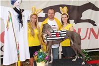 Chrti_dostihy_April_Cup_Ceska_greyhound_dostihova_federace_DSC07442.JPG