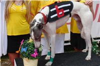 Chrti_dostihy_April_Cup_Ceska_greyhound_dostihova_federace_DSC07455.JPG