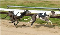 Chrti_dostihy_April_Cup_Ceska_greyhound_dostihova_federace_DSC07488.JPG