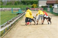 Chrti_dostihy_April_Cup_Ceska_greyhound_dostihova_federace_DSC07489.JPG