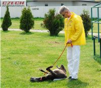 Chrti_dostihy_April_Cup_Ceska_greyhound_dostihova_federace_DSC07493.JPG