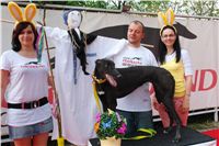 Chrti_dostihy_April_Cup_Ceska_greyhound_dostihova_federace_DSC07518.JPG