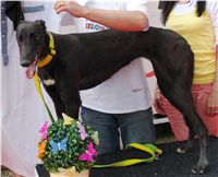 Chrti_dostihy_April_Cup_Ceska_greyhound_dostihova_federace_DSC07524.JPG