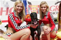 chrti_dostihy_Grand_Prix_2011_Czech_Greyhound_Racing_Federation_0007_NQ1M0084.JPG