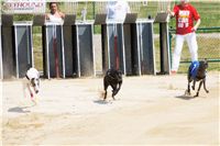 chrti_dostihy_Grand_Prix_2011_Czech_Greyhound_Racing_Federation_0015_DSC02590.JPG
