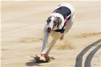 chrti_dostihy_Grand_Prix_2011_Czech_Greyhound_Racing_Federation_0020_DSC02600.JPG