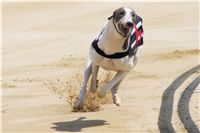 chrti_dostihy_Grand_Prix_2011_Czech_Greyhound_Racing_Federation_0021_DSC02601.JPG