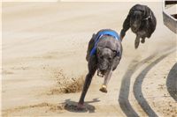 chrti_dostihy_Grand_Prix_2011_Czech_Greyhound_Racing_Federation_0023_DSC02606.JPG