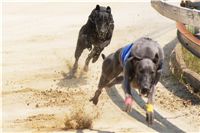 chrti_dostihy_Grand_Prix_2011_Czech_Greyhound_Racing_Federation_0025_DSC02608.JPG