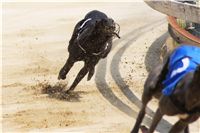 chrti_dostihy_Grand_Prix_2011_Czech_Greyhound_Racing_Federation_0026_DSC02609.JPG