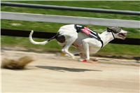 chrti_dostihy_Grand_Prix_2011_Czech_Greyhound_Racing_Federation_0027_NQ1M0521.JPG