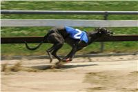 chrti_dostihy_Grand_Prix_2011_Czech_Greyhound_Racing_Federation_0028_NQ1M0543.JPG