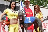 chrti_dostihy_Grand_Prix_2011_Czech_Greyhound_Racing_Federation_0037_NQ1M0583.JPG