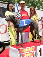 chrti_dostihy_Grand_Prix_2011_Czech_Greyhound_Racing_Federation_0038_NQ1M0571.JPG