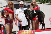 chrti_dostihy_Grand_Prix_2011_Czech_Greyhound_Racing_Federation_0041_NQ1M0601.JPG