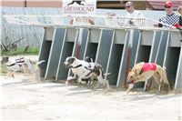 chrti_dostihy_Grand_Prix_2011_Czech_Greyhound_Racing_Federation_0046_NQ1M0630.JPG