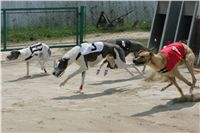 chrti_dostihy_Grand_Prix_2011_Czech_Greyhound_Racing_Federation_0047_NQ1M0633.JPG
