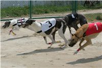 chrti_dostihy_Grand_Prix_2011_Czech_Greyhound_Racing_Federation_0048_NQ1M0634.JPG