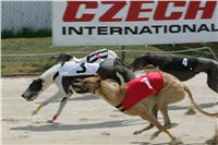 chrti_dostihy_Grand_Prix_2011_Czech_Greyhound_Racing_Federation_0049_NQ1M0637.JPG