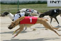 chrti_dostihy_Grand_Prix_2011_Czech_Greyhound_Racing_Federation_0050_NQ1M0638.JPG