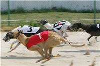 chrti_dostihy_Grand_Prix_2011_Czech_Greyhound_Racing_Federation_0051_NQ1M0639.JPG