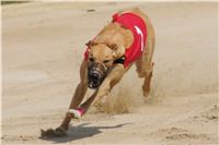 chrti_dostihy_Grand_Prix_2011_Czech_Greyhound_Racing_Federation_0054_DSC02664.JPG