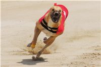 chrti_dostihy_Grand_Prix_2011_Czech_Greyhound_Racing_Federation_0055_DSC02665.JPG