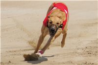 chrti_dostihy_Grand_Prix_2011_Czech_Greyhound_Racing_Federation_0060_DSC02666.JPG