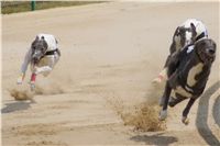 chrti_dostihy_Grand_Prix_2011_Czech_Greyhound_Racing_Federation_0061_DSC02671.JPG