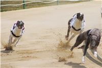 chrti_dostihy_Grand_Prix_2011_Czech_Greyhound_Racing_Federation_0062_DSC02672.JPG