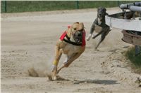 chrti_dostihy_Grand_Prix_2011_Czech_Greyhound_Racing_Federation_0063_NQ1M0651.JPG