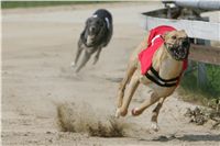 chrti_dostihy_Grand_Prix_2011_Czech_Greyhound_Racing_Federation_0064_NQ1M0653.JPG