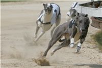 chrti_dostihy_Grand_Prix_2011_Czech_Greyhound_Racing_Federation_0065_NQ1M0655.JPG