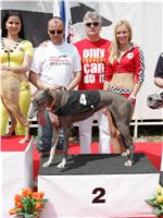 chrti_dostihy_Grand_Prix_2011_Czech_Greyhound_Racing_Federation_0079_NQ1M0700.JPG