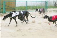 chrti_dostihy_Grand_Prix_2011_Czech_Greyhound_Racing_Federation_0091a_NQ1M0826.JPG