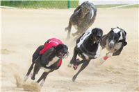 chrti_dostihy_Grand_Prix_2011_Czech_Greyhound_Racing_Federation_0094_DSC02772.JPG