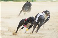 chrti_dostihy_Grand_Prix_2011_Czech_Greyhound_Racing_Federation_0095_DSC02773.JPG