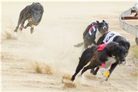 chrti_dostihy_Grand_Prix_2011_Czech_Greyhound_Racing_Federation_0097_DSC02775.JPG