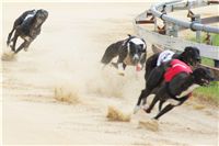 chrti_dostihy_Grand_Prix_2011_Czech_Greyhound_Racing_Federation_0098_DSC02776.JPG