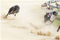 chrti_dostihy_Grand_Prix_2011_Czech_Greyhound_Racing_Federation_0099_DSC02777.JPG