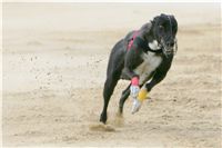 chrti_dostihy_Grand_Prix_2011_Czech_Greyhound_Racing_Federation_0102_NQ1M0844.JPG