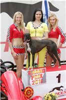 chrti_dostihy_Grand_Prix_2011_Czech_Greyhound_Racing_Federation_0110_NQ1M8535.JPG