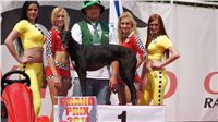 chrti_dostihy_Grand_Prix_2011_Czech_Greyhound_Racing_Federation_0113_DSC02751.JPG
