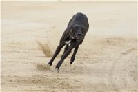 chrti_dostihy_Grand_Prix_2011_Czech_Greyhound_Racing_Federation_0126_DSC02784.JPG