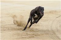 chrti_dostihy_Grand_Prix_2011_Czech_Greyhound_Racing_Federation_0127_DSC02785.JPG