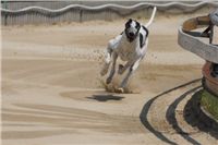 chrti_dostihy_Grand_Prix_2011_Czech_Greyhound_Racing_Federation_0141_DSC02531.JPG