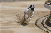 chrti_dostihy_Grand_Prix_2011_Czech_Greyhound_Racing_Federation_0142_DSC02533.JPG